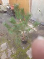 Pinus nigra nigra C5 restpartij