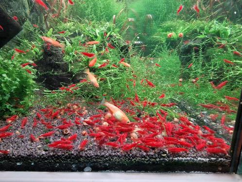 Super High grade bloody mary garnalen!, Dieren en Toebehoren, Vissen | Aquariumvissen, Zoetwatervis, Kreeft, Krab of Garnaal, Schoolvis