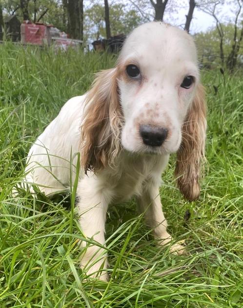 Engelse cocker spaniël pups, Dieren en Toebehoren, Honden | Retrievers, Spaniëls en Waterhonden, Meerdere dieren, Spaniël, Fokker | Hobbymatig