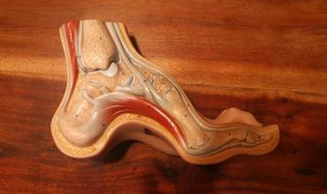 Somso anatomisch model anatomie voet mens holvoet