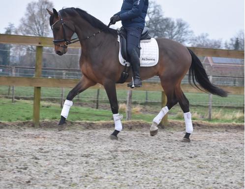 Gezocht: Brave Paarden/Pony's In Lage Prijsklasse, Dieren en Toebehoren, Paarden, Meerdere dieren, Niet van toepassing