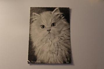 Z/w Katten Postkaart - Kitten, Perser Kitten, POPP Germany