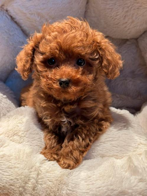 Bijzonder mooie klein type Maltipoo pups! Abricot en crème, Dieren en Toebehoren, Honden | Chihuahua's en Gezelschapshonden, Meerdere dieren