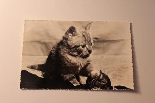 Oude z/w Postkaart - Kitten houdt een Schoen vast, Duitsland, Verzamelen, Ansichtkaarten | Dieren, Ongelopen, 1940 tot 1960, Hond of Kat