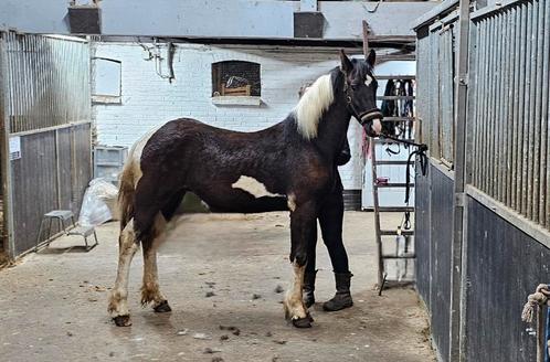 Barock pinto jaarling ruin Emiel bp57 x Pier 448 x Jorn 430, Dieren en Toebehoren, Paarden, Ruin, Onbeleerd, 0 tot 2 jaar, Dressuurpaard