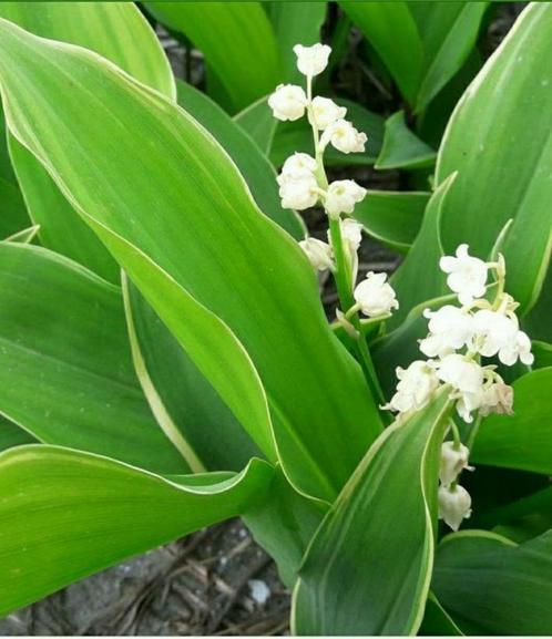 Convallaria majalis lelietje-van-dalen / vaste plant, Tuin en Terras, Planten | Tuinplanten, Vaste plant, Ophalen