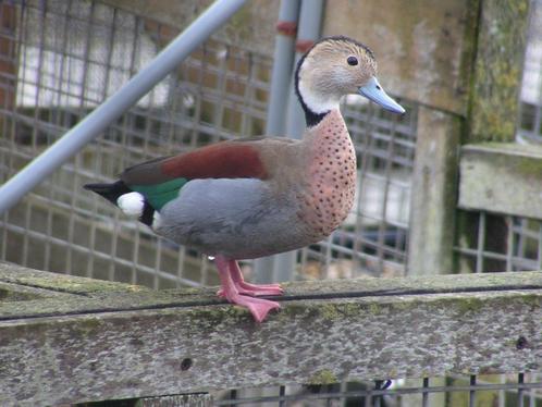 Roodschoudertaling | Broedrijpe koppels, persoonlijk advies!, Dieren en Toebehoren, Pluimvee, Eend, Meerdere dieren