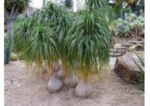 20 x Beaucarnea recurvata olifantspoot palmboom zaden, Tuin en Terras, Bloembollen en Zaden, Zaad, Gehele jaar, Ophalen