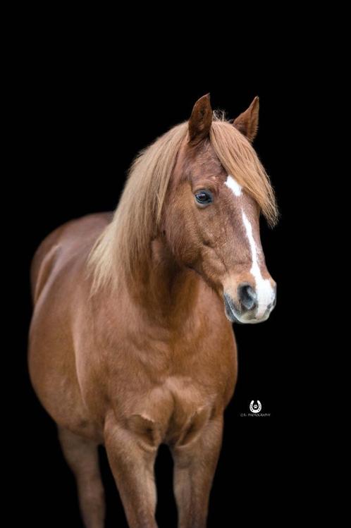 Verzorgster Gezocht Voor Leuke Pony!, Diensten en Vakmensen, Dieren | Paarden | Verzorging, Oppas en Les, Ruiter of Bijrijder