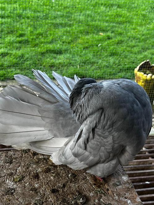 sierduifjes, Dieren en Toebehoren, Vogels | Duiven, Tuimelaar of Roller, Geslacht onbekend