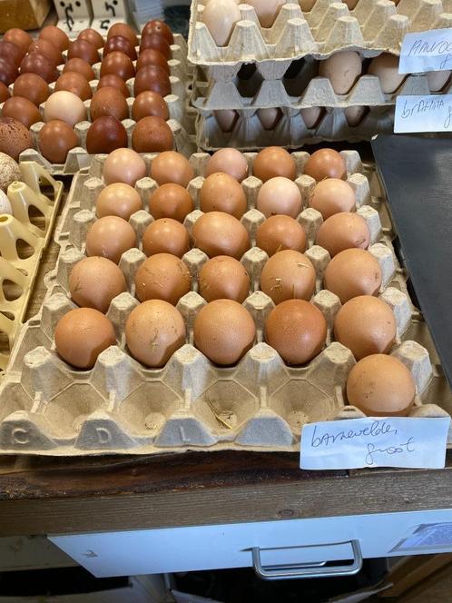 Broedeieren van sierkippen, fazanten en siereenden, Dieren en Toebehoren, Pluimvee, Kip, Geslacht onbekend