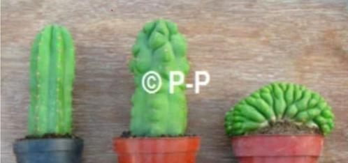 San Pedro Cactussen - DE ECHTE ! - Vormen, variëteiten, Huis en Inrichting, Kamerplanten, Cactus, Minder dan 100 cm, Bloeiende kamerplant