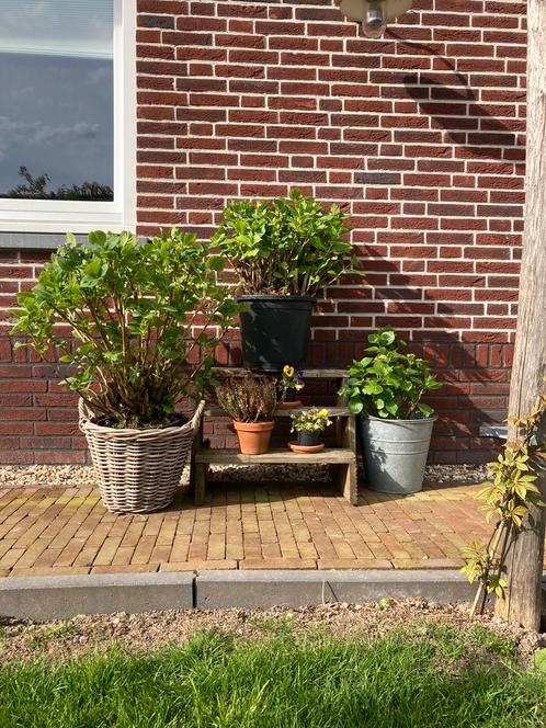 Hydrangea hortensia tuin, Tuin en Terras, Planten | Tuinplanten, Vaste plant, Overige soorten, Halfschaduw, Zomer, Ophalen