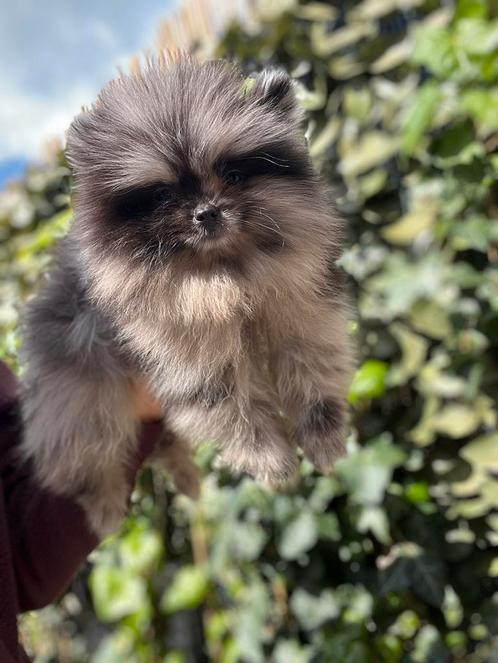 Pomeriaan pup merle, Dieren en Toebehoren, Honden | Poolhonden, Keeshonden en Oertypen, Reu, Overige rassen, Fokker | Professioneel