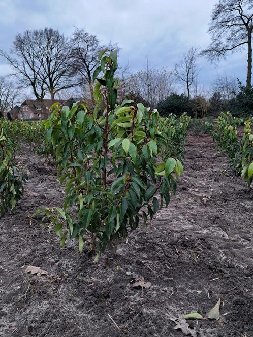 Portugese laurier direct leverbaar, Tuin en Terras, Planten | Struiken en Hagen, Haag, Laurier, Minder dan 100 cm, Ophalen of Verzenden