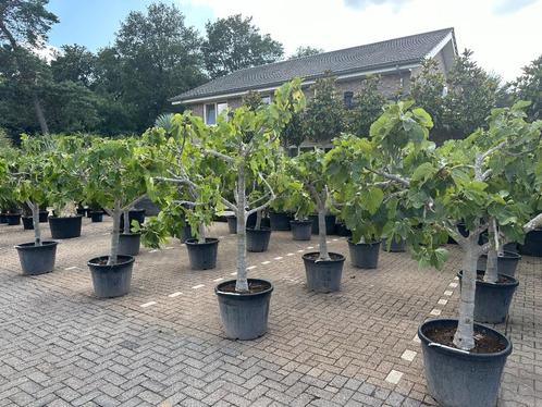 Ficus carica - Vijgenboom met 25/30 cm stamomtrek te koop, Tuin en Terras, Planten | Bomen, Overige soorten, 100 tot 250 cm, Volle zon
