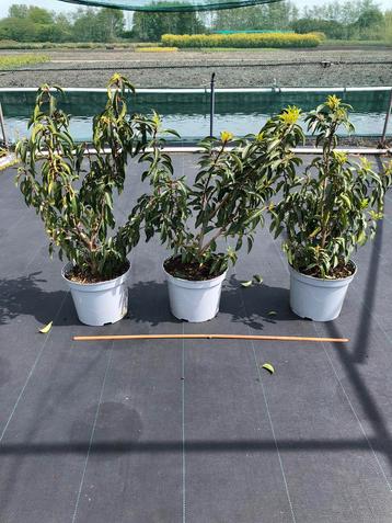 Prunus Lusitanica Angustifolia / Portugese laurier 60 cm