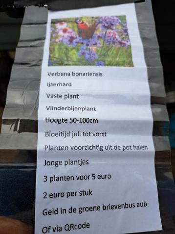 Vandaag de hele dag vaste plantjes verkoop in Gieten 