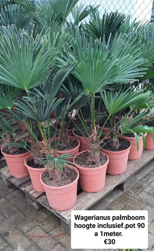 Palmboom trachycarpus wagnerianus winterhard., Tuin en Terras, Planten | Bomen, Palmboom, Ophalen