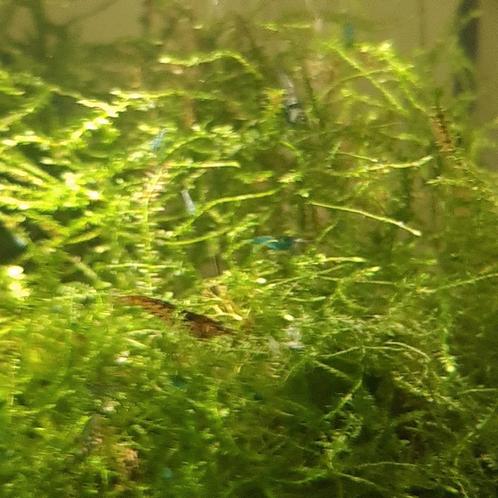 Prachtige Rode,wild kleur , glas garnalen en mini japonica, Dieren en Toebehoren, Vissen | Aquariumvissen, Kreeft, Krab of Garnaal