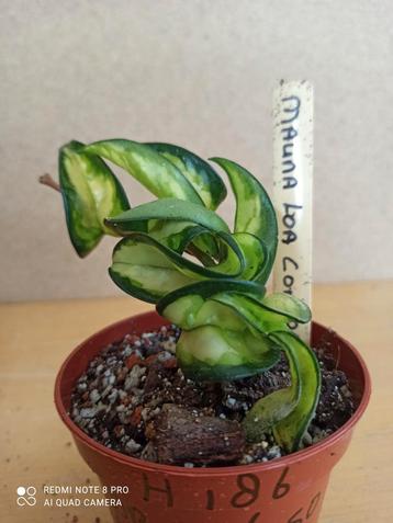 hoya compacta Mauna loa potmaat 8.5 nummer H186