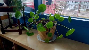 Pannenkoekenplant, Kamerplant (Pilea Peperomioides) in pot