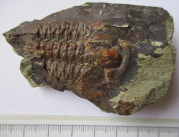 Trilobiet Pseudosaukianda lata, vroeg Cambrium, Marokko