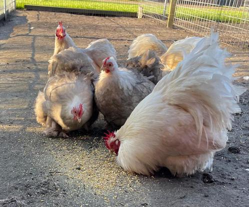 Bobtail Cochin kriel broedeieren., Dieren en Toebehoren, Pluimvee, Kip, Geslacht onbekend