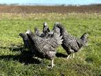 Jonge tamme Noord Hollandse Blauwe kippen gesekst en ingeënt