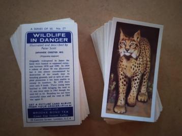 Wildlife in Danger complete set 50 tea cards Brooke Bond 