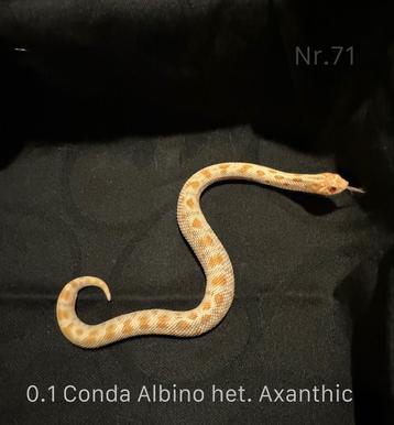 Heterodon Nasicus Haakneus slang 1.1 Conda Albino het. ….