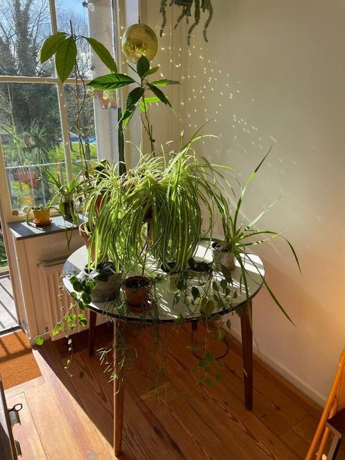 Diverse kamerplanten, Huis en Inrichting, Kamerplanten, Overige soorten, Minder dan 100 cm, Groene kamerplant, Halfschaduw, In pot