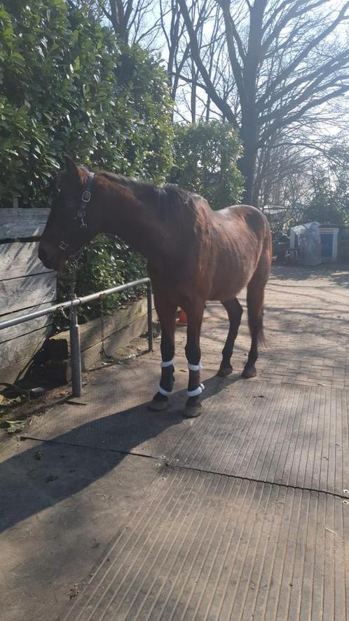 Stalling plus weidegang gezocht, Dieren en Toebehoren, Stalling en Weidegang