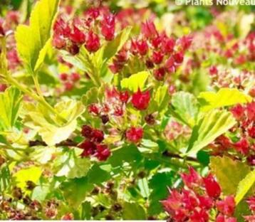 Physocarpus raspberry lemonade-nieuw!-geelgroen blad-bijen!!
