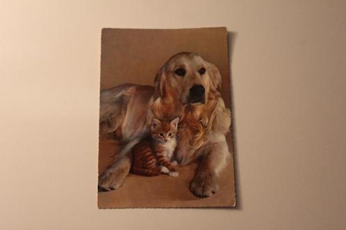 Katten Postkaart - Golden Retriever Hond en rood wit Kitten, Verzamelen, Ansichtkaarten | Dieren, Ongelopen, 1960 tot 1980, Hond of Kat