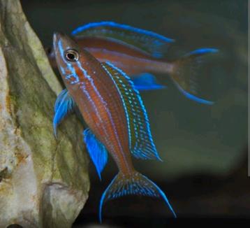 Paracyprichromis Nigrippinnis - Tanganyika 