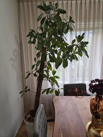 Ficus Cyathistipula - 220 cm hoog, bestaand uit 3 stammen