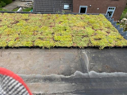 Sedum groendak cassettes maak het zelf uw groen dak, Tuin en Terras, Planten | Tuinplanten, Vaste plant, Bodembedekkers, Ophalen of Verzenden