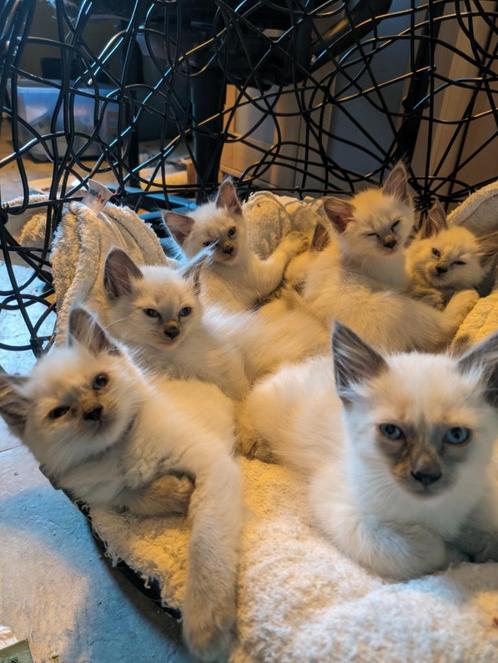 Zeldzaam... traditionele balinesen blue points, Dieren en Toebehoren, Katten en Kittens | Raskatten | Langhaar, Meerdere dieren