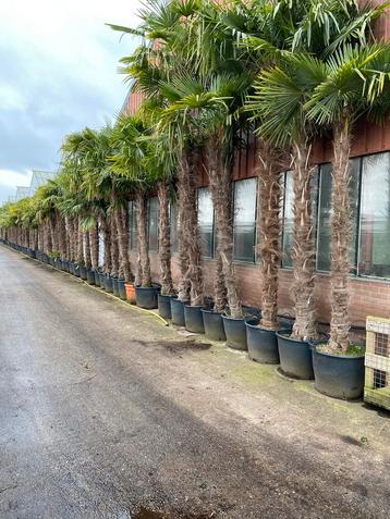 Trachycarpus fortunei Chinese waaierpalm grote maten 