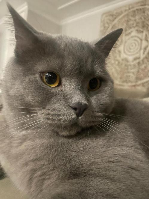 Brits korthaar, Dieren en Toebehoren, Katten en Kittens | Raskatten | Korthaar, Kater, 0 tot 2 jaar, Gechipt