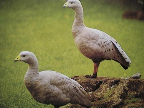 cereopsis of hoendergans, Dieren en Toebehoren, Pluimvee, Gans of Zwaan, Meerdere dieren