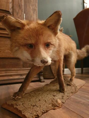 Mooie opgezette vos / taxidermie / opgezet