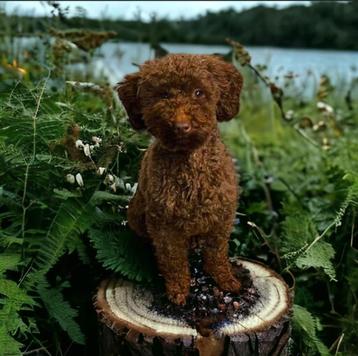 supper  mooi  choco toypoedel dekreutje met fci stamboom