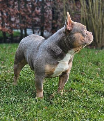 Schitterende isabel & tan franse bulldog dekreu ter dekking 