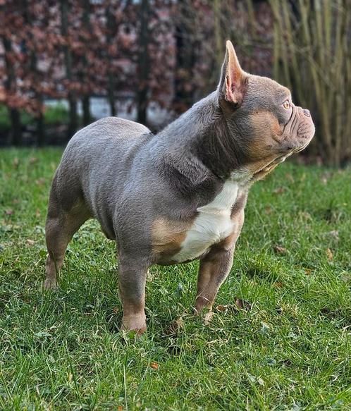Schitterende isabel & tan franse bulldog dekreu ter dekking, Dieren en Toebehoren, Honden | Dekreuen, Reu, Particulier, Eén hond
