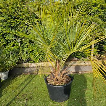 Butia Capitata 180/200 cm 