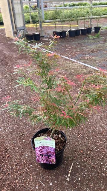 Acer palmatum Jerre Schwarz 