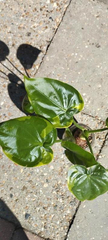 Alocasia cucullanta variegata 