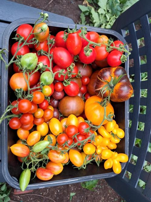 Tomaten zaden keuze uit 40 soorten apart verpakt  per soort, Tuin en Terras, Bloembollen en Zaden, Voorjaar, Volle zon, Verzenden